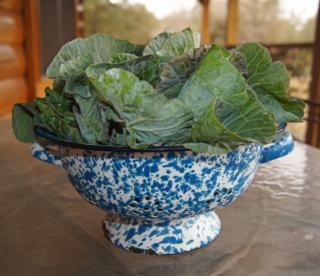 When eaten raw collard greens are tough and bitter, but when boiled and simmered Southern-style, these greens are delicious!